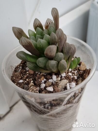 Суккуленты