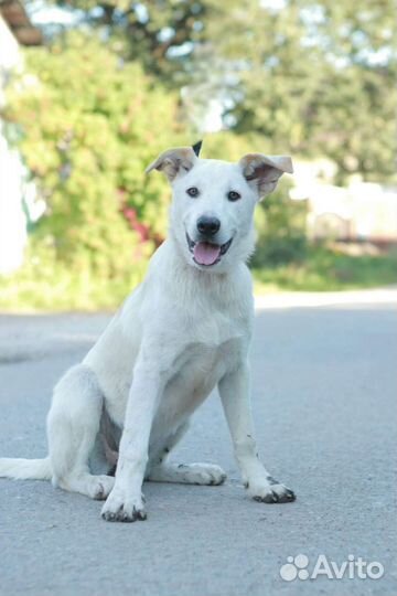 Щенок Белла,4 месяца.В дар