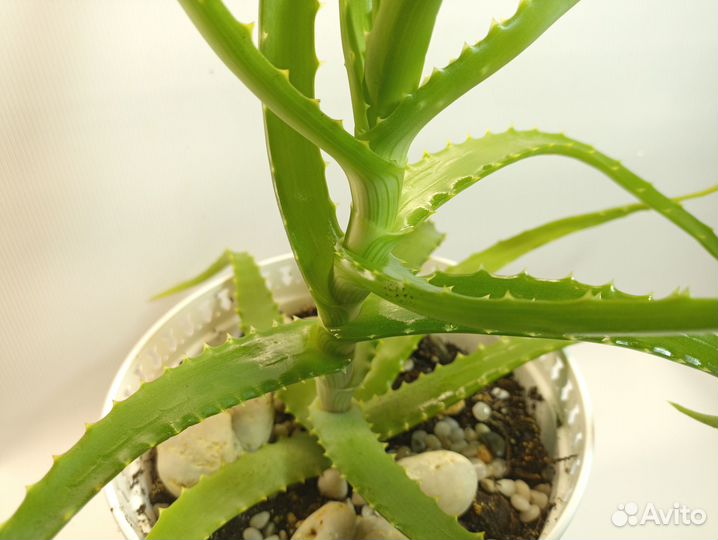 Лечебное алоэ (столетник)