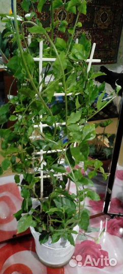 Комнатные растения