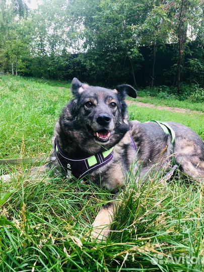 Старенькая собачка всю жизнь за решеткой