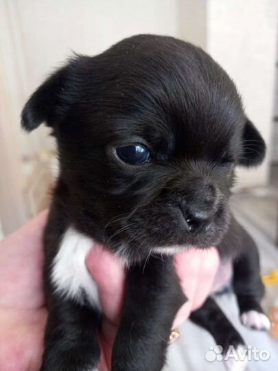 Щенки чихуахуа