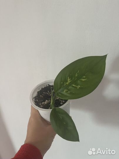 Диффенбахия тропик сноу