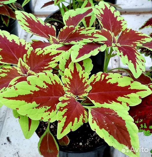 Колеус и Фиттония