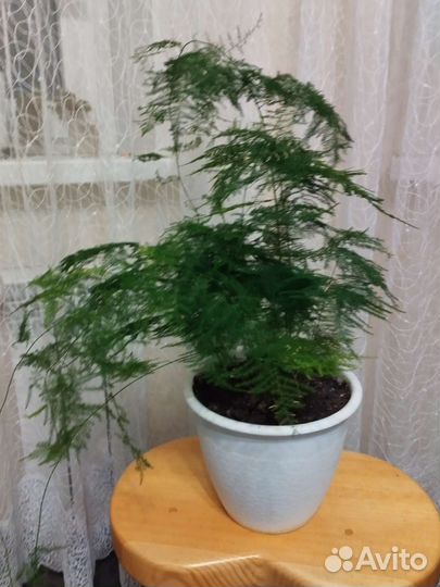 Аспарагуса перистый