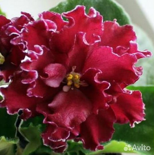 Фиалка Сердце Матери