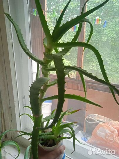 Алоэ лечебный