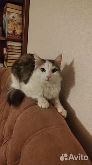 Добрая кошка