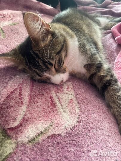 Нужен кот Мейн Кун для вязки