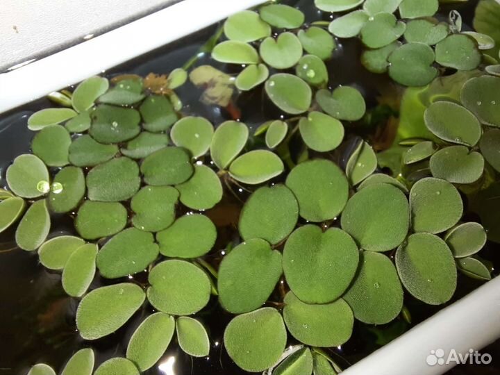 Гуппи, Аквариумные растения