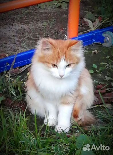 Рыжий котёнок пушистый