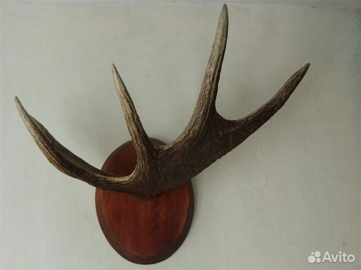 Рог лося