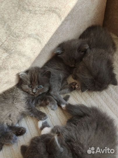 Кошки в добрые руки бесплатно