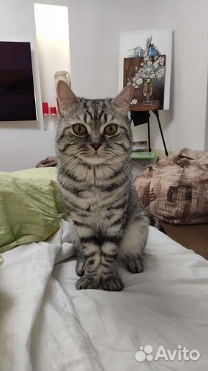 Шотландский кот вязка