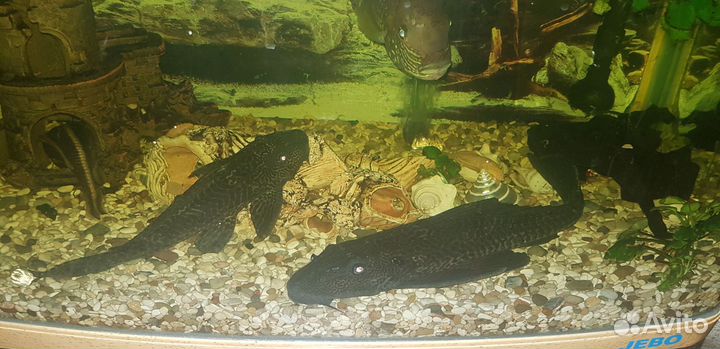 Парчевый сом