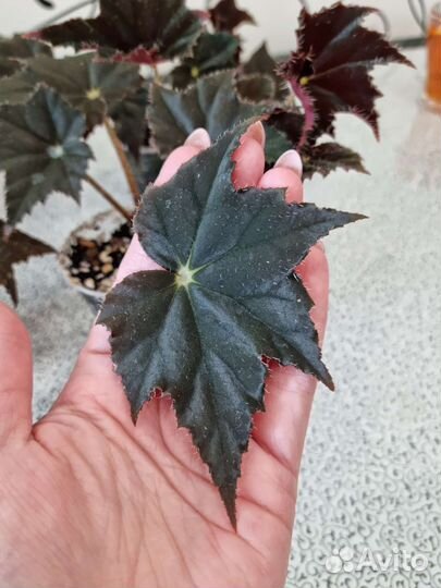 Бегония Черный Вельвет и Бегония Тигровая