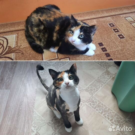 Стрижка кошек