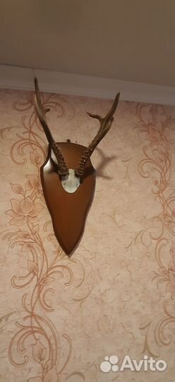 Рога косули