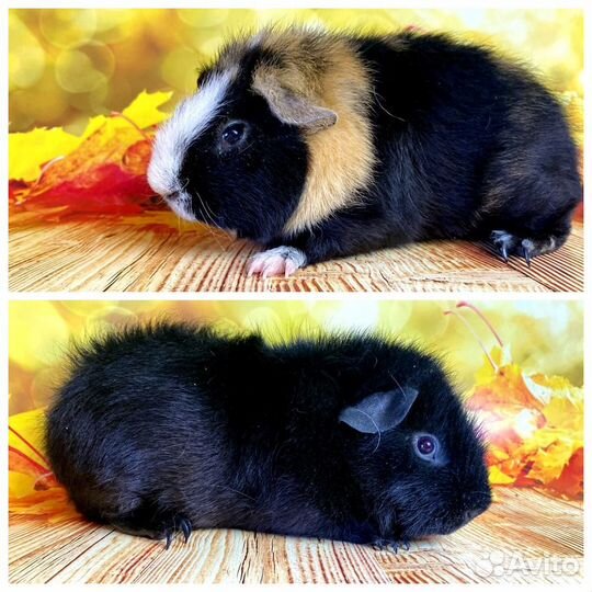 Морские свинки Америк.Тедди(самцы)