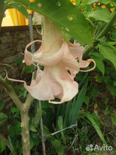 Бругмансия