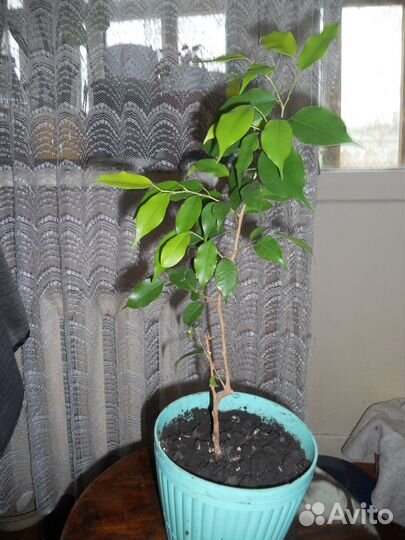 Фикус Бенджамина