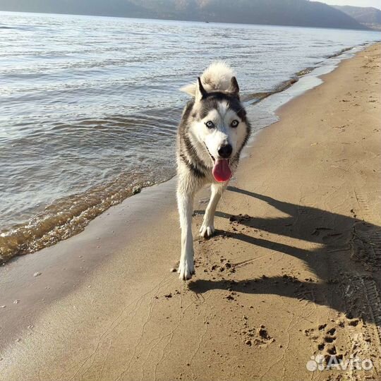 Вязка хаски