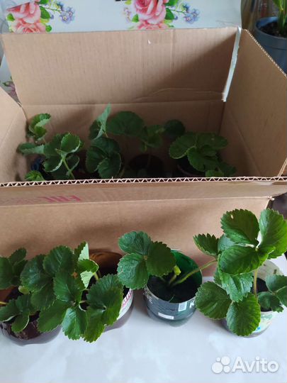 Рассада клубники Купчиха