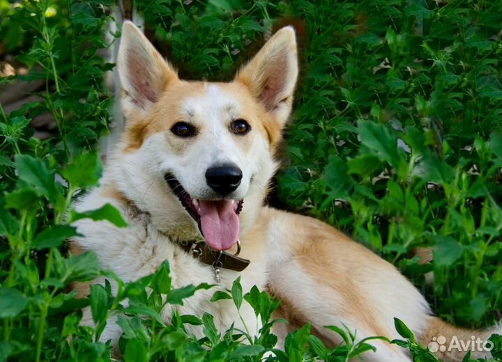 Привязали и ушли.собака в дар в добрые руки