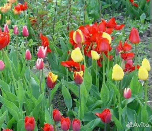 Луковицы тюльпанов