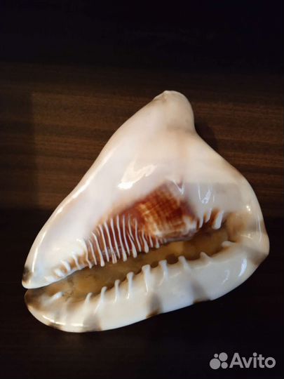 Морские раковины