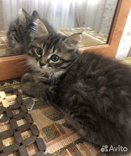 Кошечка 2 месяца