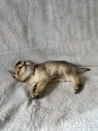 Шотландские котята