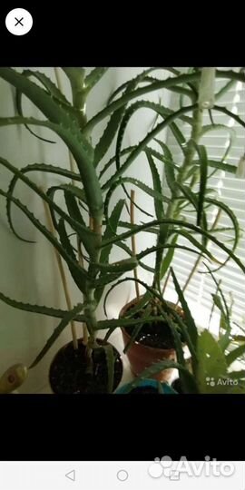 Алоэ. каланхоэ декоративное