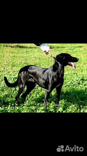 Собака компаньон