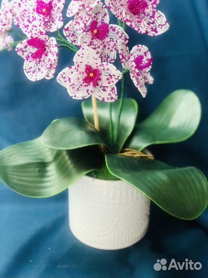 Орхидея