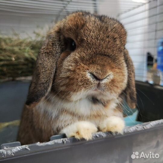 Фотосессия, с декоративными кроликами аренда