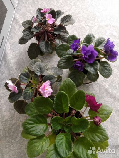 Фиалки сортовые