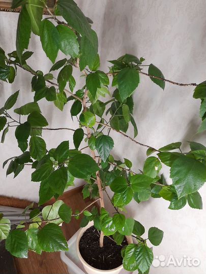 Продам цветок китайская роза,полная