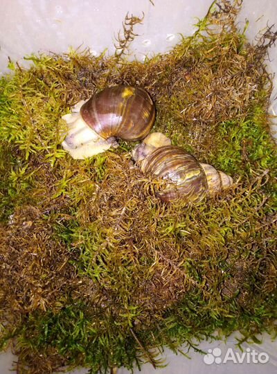 Улитки архахатины и ахатины