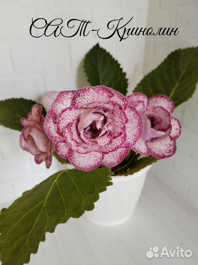 Глоксиния махровая