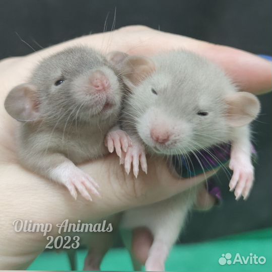 Крысята сиамские дамбо и черные