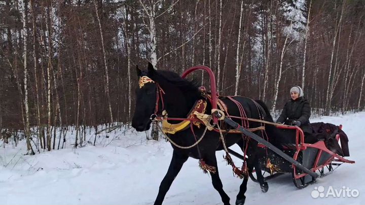 Катание на лошадях