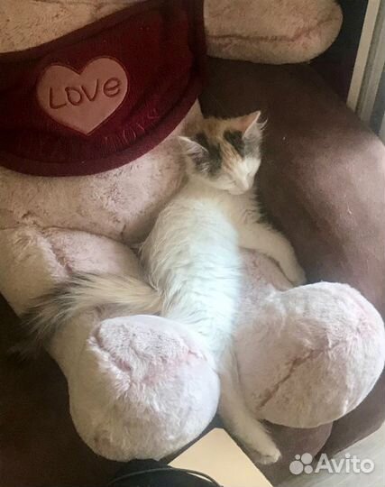 Котенок