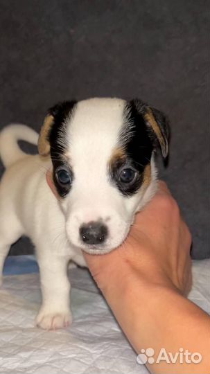 Щенки джек рассел терьер гладкошерстный