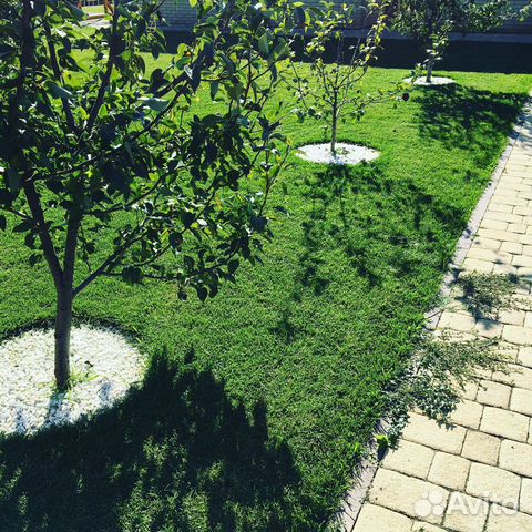 Рулонный газон