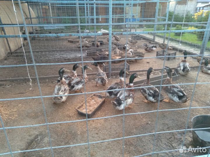 Башкирские утки и селезни