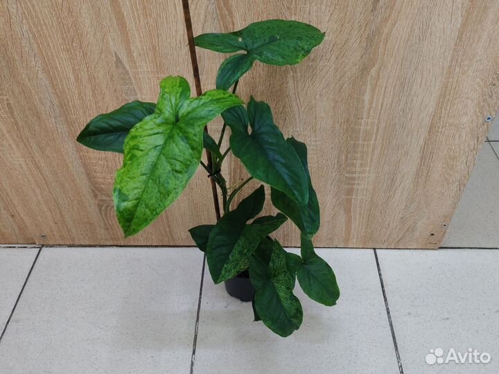 Монстера манки, сингониум мохито