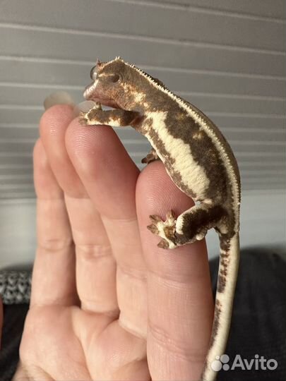 Реснитчатый бананоед Лили Вайт