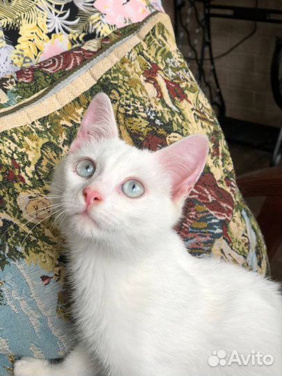 Котенок в добрые руки