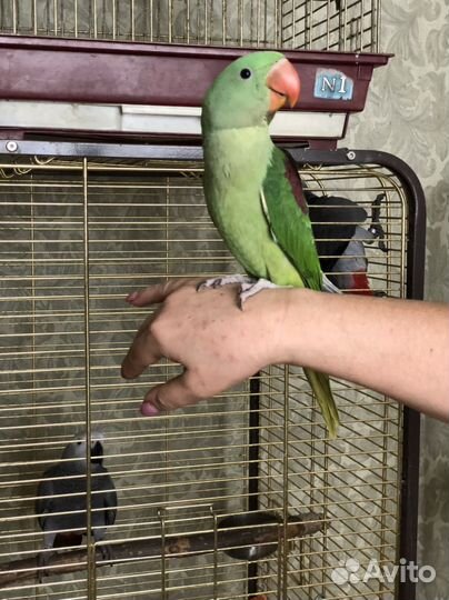 Александрийский попугай выкормыш